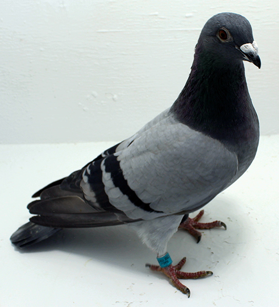 Band: AU 20027 AA 2025